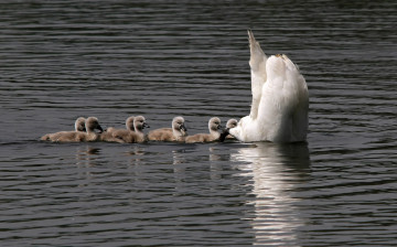 Картинка животные лебеди малыши хвост ныряние