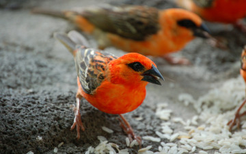 Картинка мадагаскарские воробьи животные красная грудка