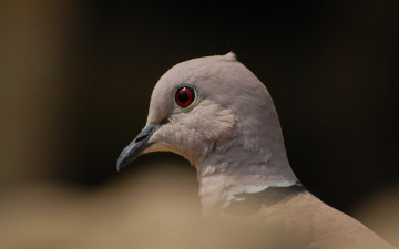 Картинка животные голуби белый голубь