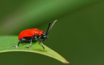 Картинка животные насекомые жук