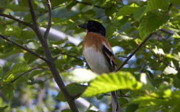 Картинка животные птицы листья птица ветка