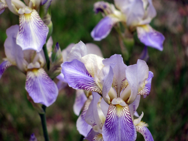 Обои картинки фото цветы, ирисы, лето