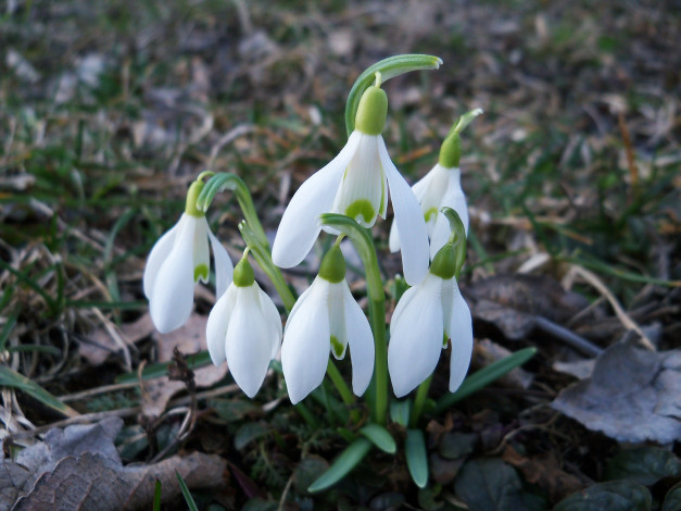 Обои картинки фото цветы, подснежники, белоцветник