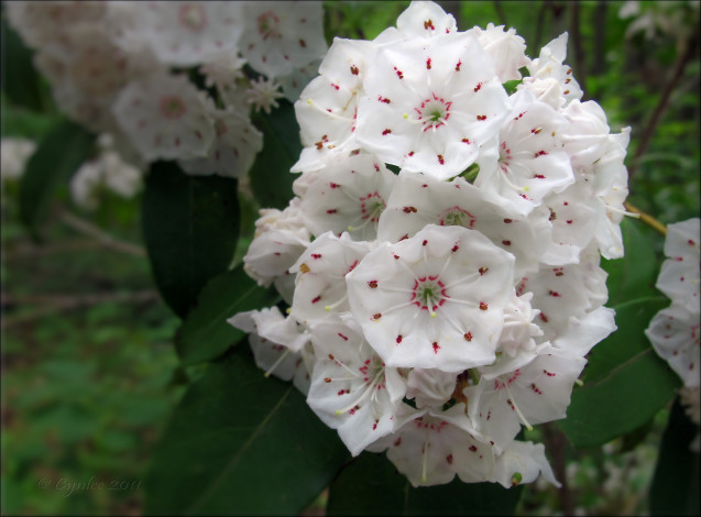 Обои картинки фото горный, лавр, цветы, цветущие, деревья, кустарники, лепестки