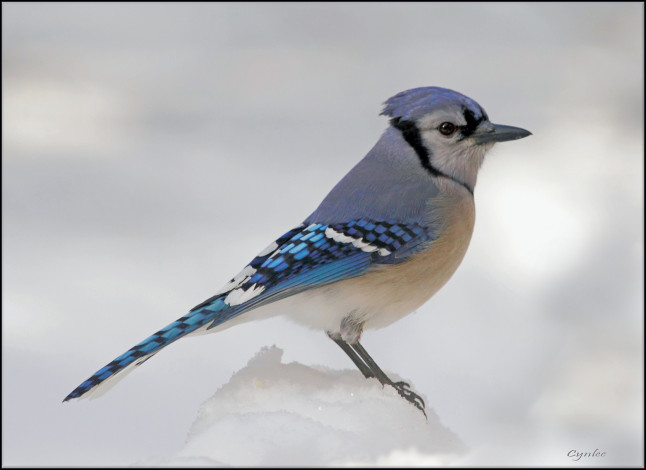 Обои картинки фото животные, сойки, снег