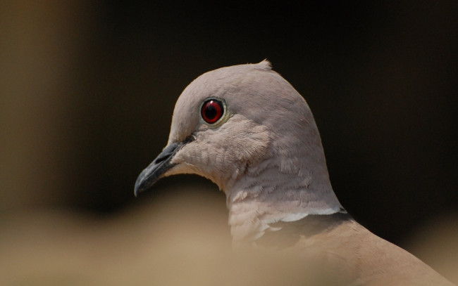 Обои картинки фото животные, голуби, белый, голубь