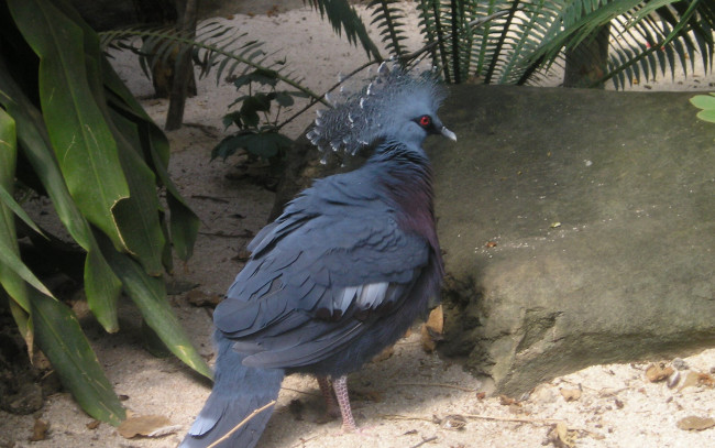 Обои картинки фото животные, голуби, хохолок