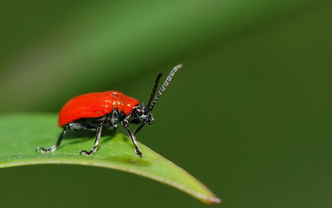 Обои картинки фото животные, насекомые, жук