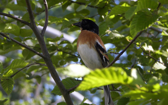 Обои картинки фото животные, птицы, листья, птица, ветка