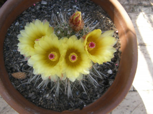 Картинка цветы кактусы кактус