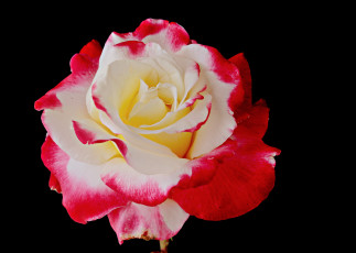 Картинка цветы розы роза