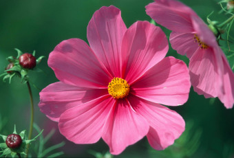 Картинка цветы космея лепестки