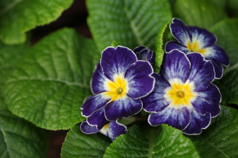 Картинка цветы примулы синий