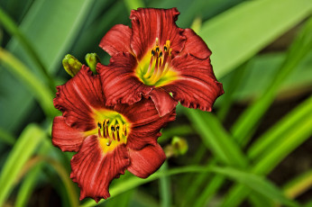 Картинка цветы лилии лилейники фон лепестки