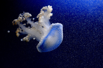 Картинка животные медузы купол щупальца