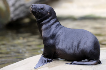 Картинка животные тюлени морские львы котики котик малыш