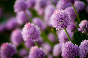 Картинка цветы аллиум декоративный лук сиреневый