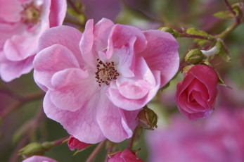 Картинка цветы розы лепестки бутоны