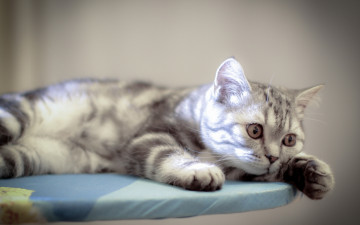 Картинка животные коты отдых