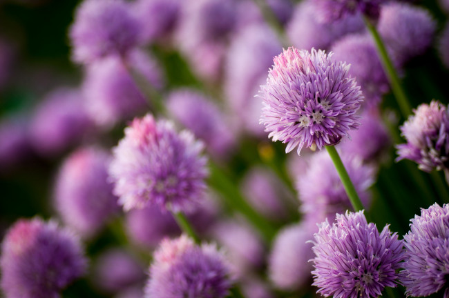 Обои картинки фото цветы, аллиум, декоративный, лук, сиреневый