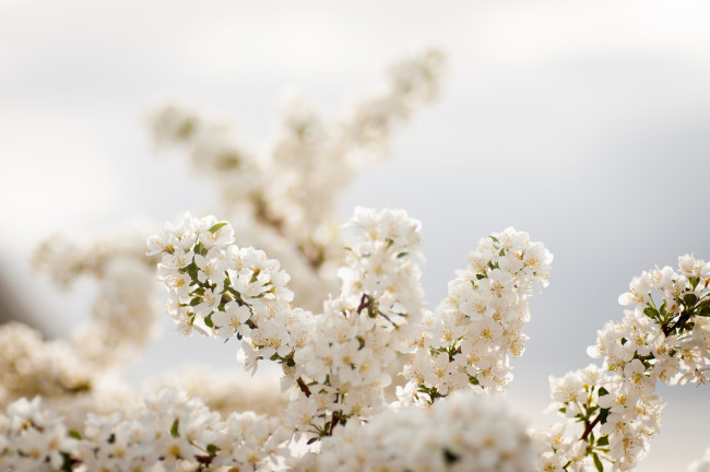 Обои картинки фото цветы, цветущие, деревья, кустарники, весна, ветки