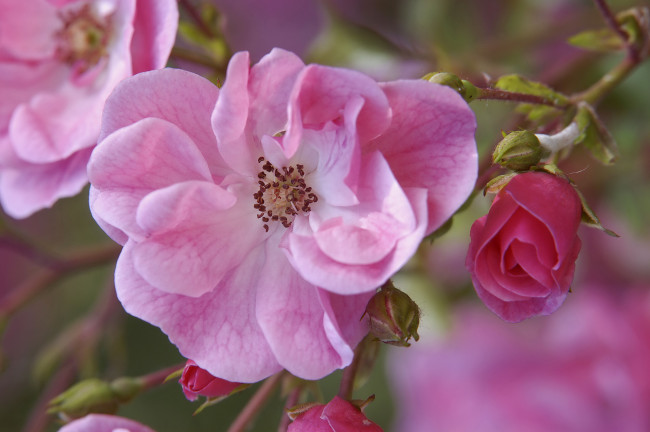 Обои картинки фото цветы, розы, лепестки, бутоны