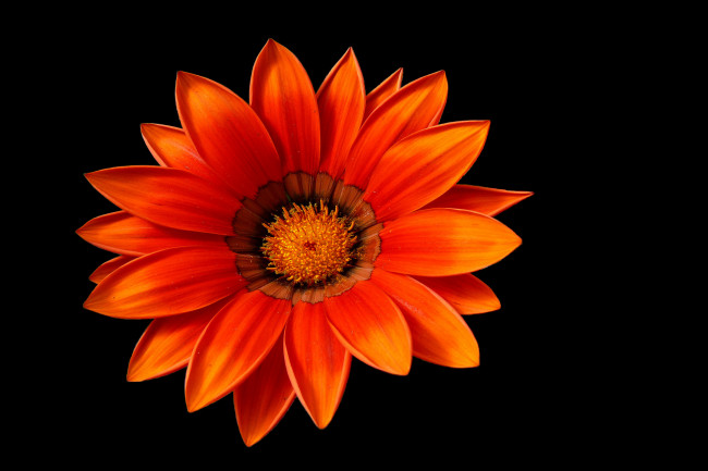 Обои картинки фото цветы, газания, фон, лепестки