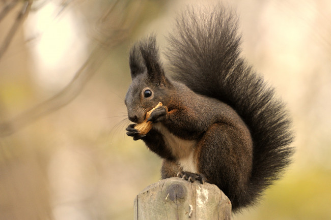 Обои картинки фото животные, белки, зверек, хвост