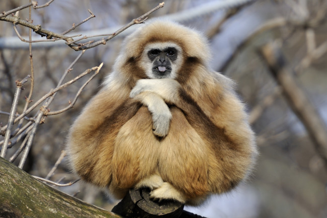 Обои картинки фото животные, обезьяны, язык, смешной