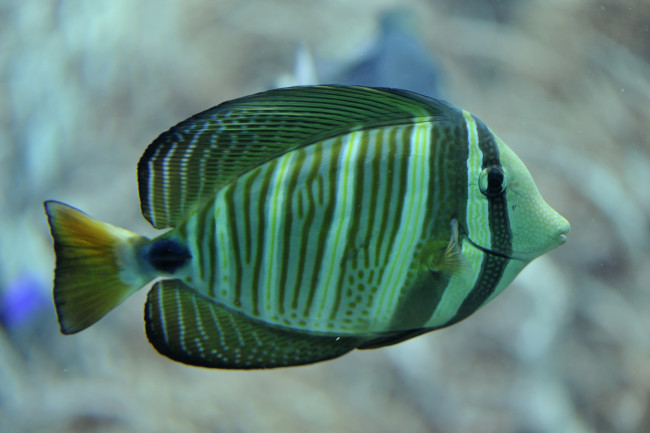 Обои картинки фото животные, рыбы, плавники, тропики