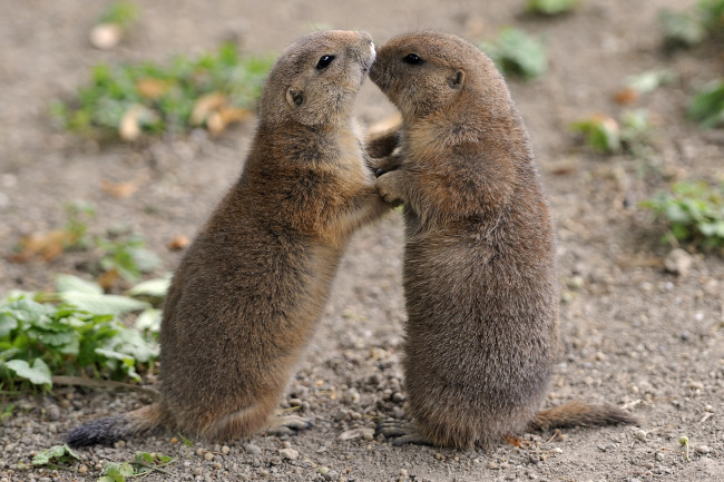 Обои картинки фото животные, суслики, сурки, нежность