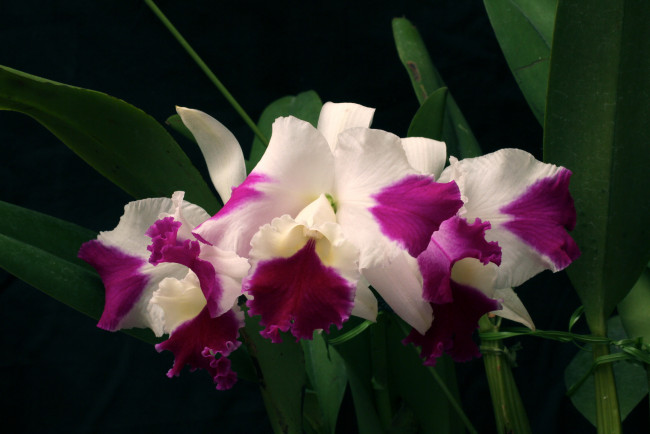Обои картинки фото цветы, орхидеи