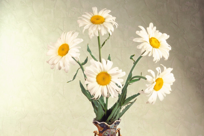 Обои картинки фото цветы, ромашки