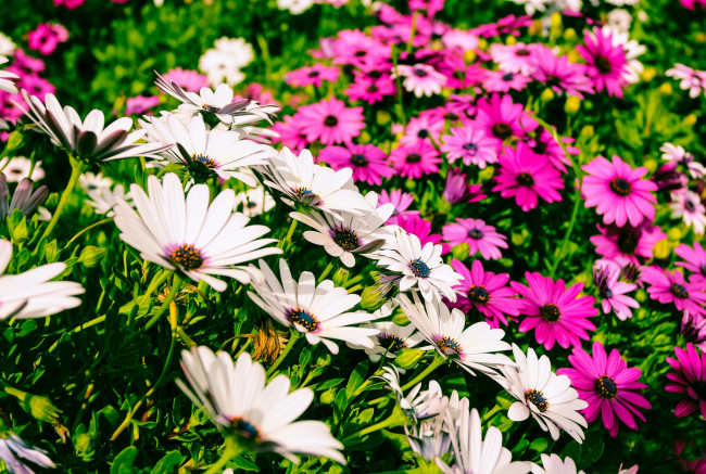 Обои картинки фото цветы, диморфотеки, разноцветный