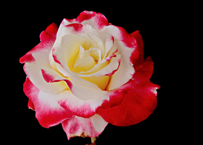 Обои картинки фото цветы, розы, роза