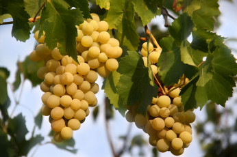 Картинка природа Ягоды +виноград гроздья