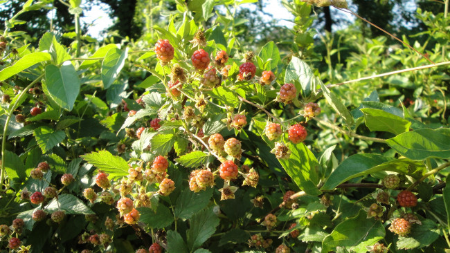 Обои картинки фото природа, Ягоды, ежевика, листья