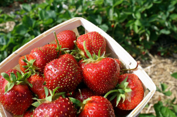 Картинка еда клубника +земляника ягоды