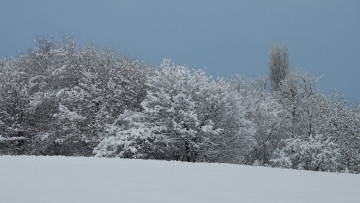 Картинка природа зима снег деревья