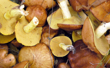 Картинка еда грибы +грибные+блюда маслята