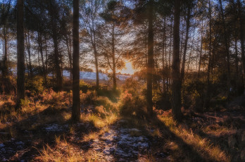 Картинка природа лес простор