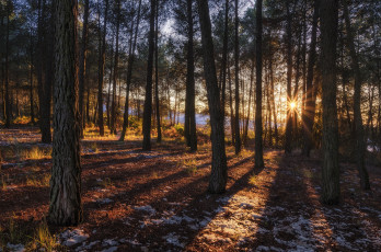 Картинка природа лес простор