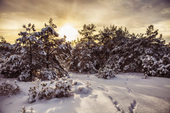 Картинка природа зима снег лес