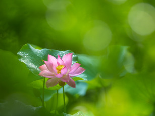 обоя цветы, лотосы, лотос