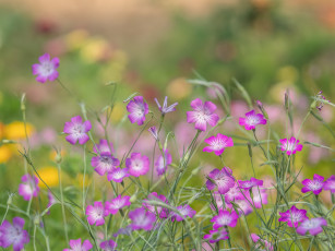 Картинка цветы луговые+ полевые +цветы лето