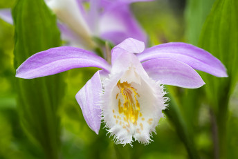 Картинка цветы орхидеи орхидея