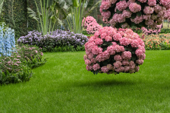 Картинка цветы гортензия