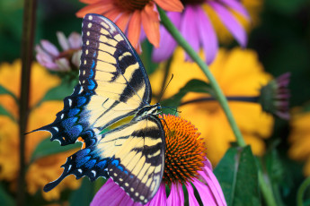 Картинка животные бабочки +мотыльки +моли бабочка