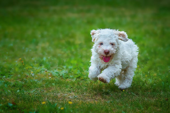 Картинка животные собаки щенок