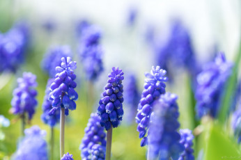 обоя цветы, мускари, весна